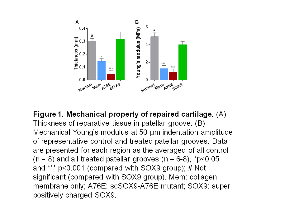 Text Box: Figure 1. Mechanical property of repaired cartilage. (A) Thickness of reparative tissue in patellar groove. (B) Mechanical Youngs modulus at 50 μm indentation amplitude of representative control and treated patellar grooves. Data are presented for each region as the averaged of all control (n = 8) and all treated patellar grooves (n = 6-8), *p<0.05 and *** p<0.001 (compared with SOX9 group); # Not significant (compared with SOX9 group). Mem: collagen membrane only; A76E: scSOX9-A76E mutant; SOX9: super positively charged SOX9. 