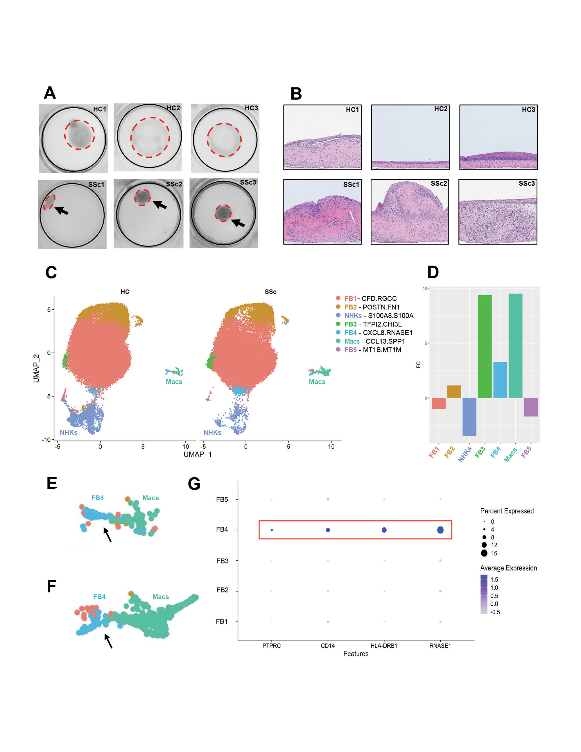 single-cell-multi-omic-analysis-of-a-3d-skin-like-tissue-model-provides