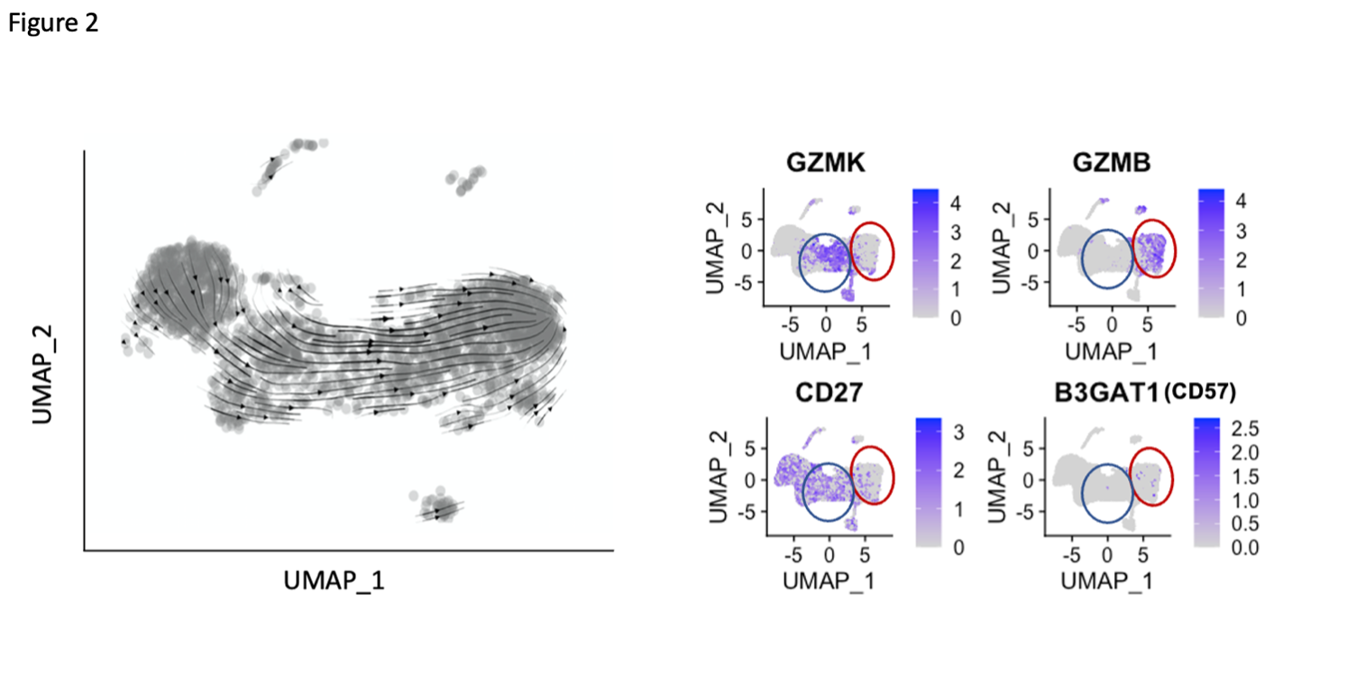 Single Cell Rna Seq And Mass Cytometry Reveal A Cytotoxic Cd8 Effector T Cell Population