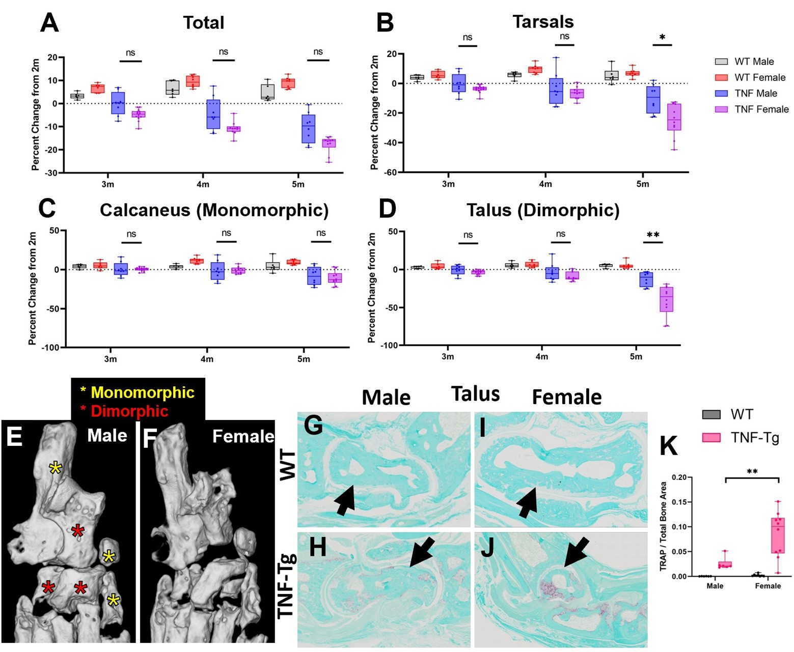 High Throughput Semi Automated Micro Ct Analysis Identifies The Cuboid